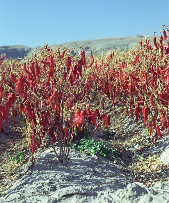 agriculture vegetable pepper