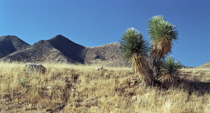 desert plant cactus yucca