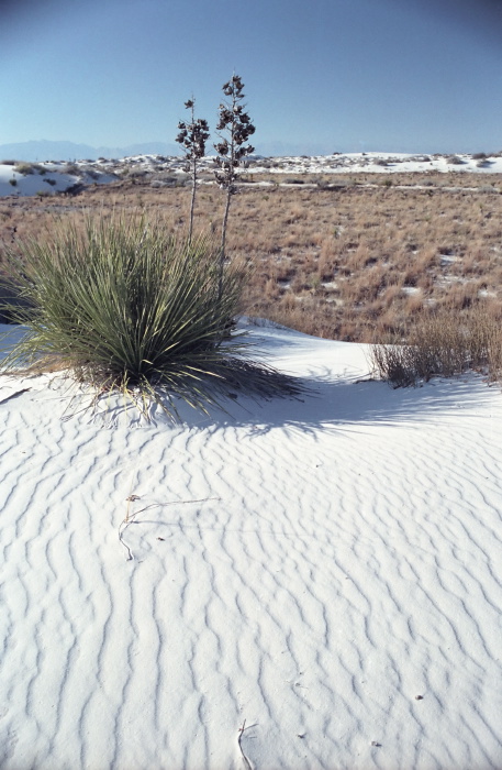 sand desert plant cactus yucca