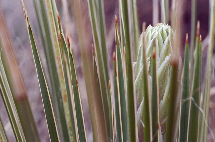  plant cactus yucca