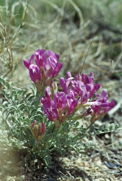  plant milkvetch