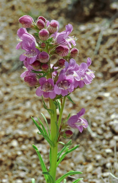  flower plant penstemon