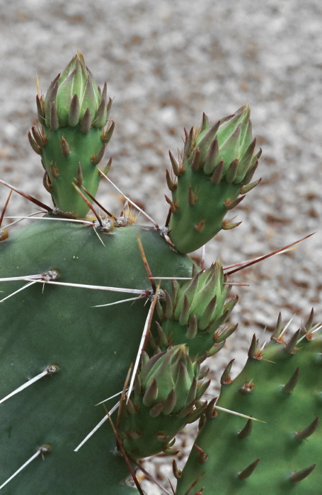  plant cactus prickly pear (opuntia)