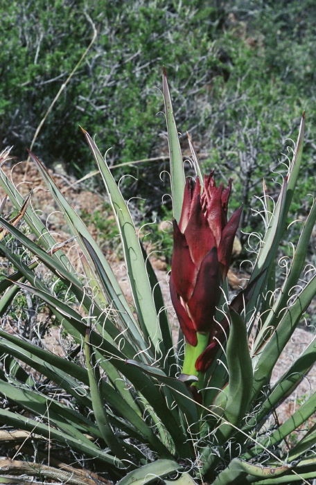  flower plant cactus yucca