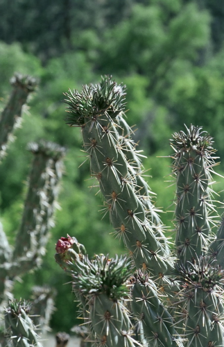  plant cactus