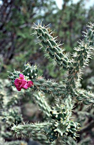 desert flower plant cactus cholla