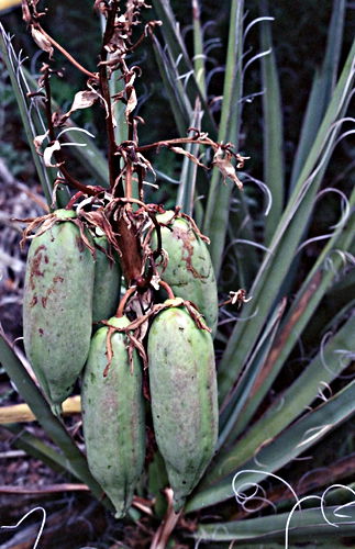  seed pod plant cactus yucca