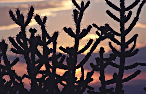 sunset silhouette desert plant cactus cholla