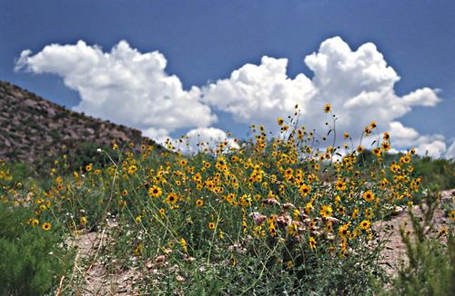 clouds desert plant sunflower