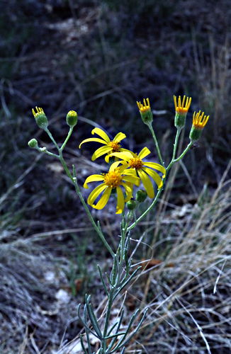 desert flower plant sunflower