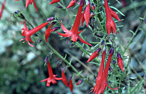  flower plant skyrocket (scarlet gilia)