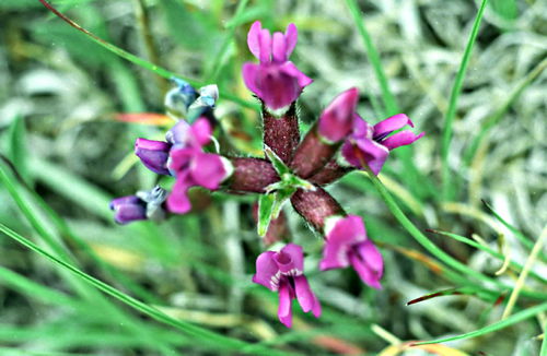  flower plant milkvetch