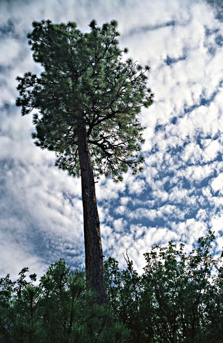 woods clouds plant pine