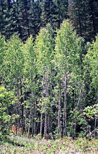 woods plant aspen