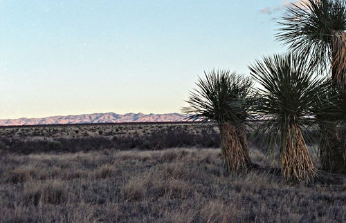 sunset desert plant cactus yucca