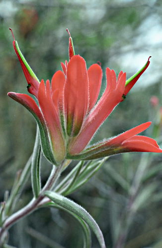  flower plant paintbrush