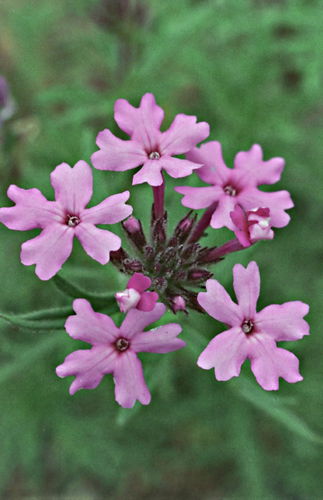  flower plant verbena