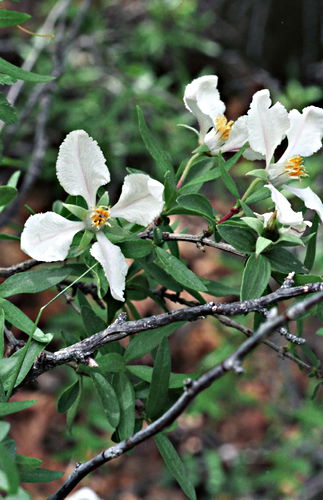  flower plant fendlerbush
