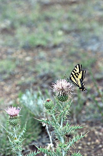  plant thistle insect butterfly