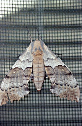 interior insect moth