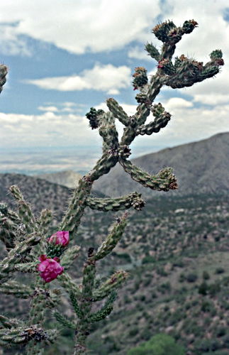 mountain desert flower plant cactus cholla