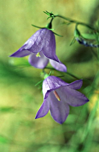  flower plant bluebell
