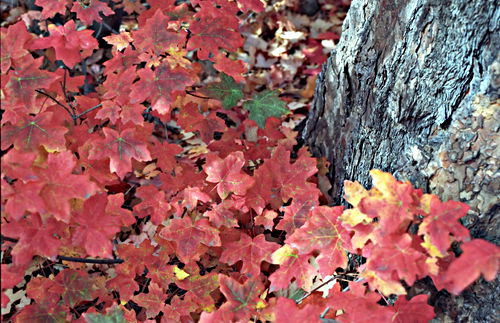  bark leaf plant maple