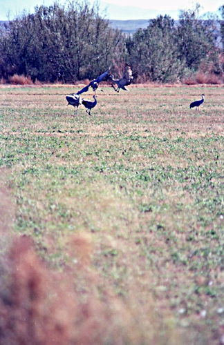 field bird sandhill crane