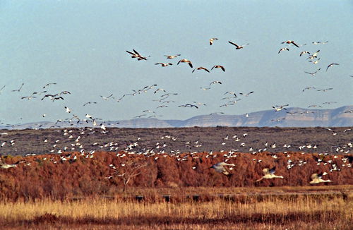 mountain field desert bird waterbird