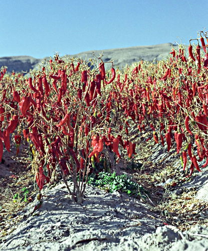 agriculture vegetable pepper