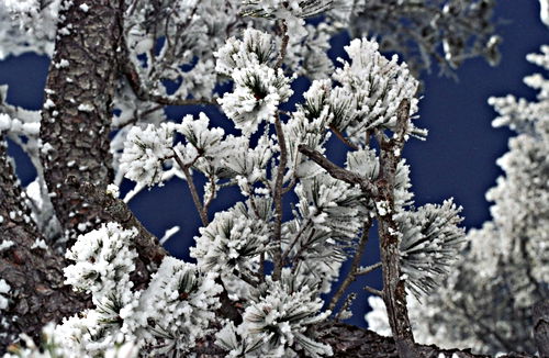 snow bark branches plant pine