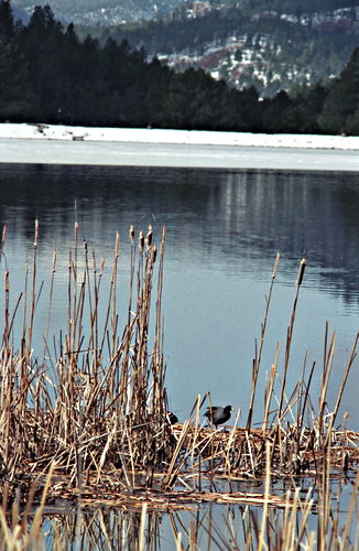 snow lake bird coot