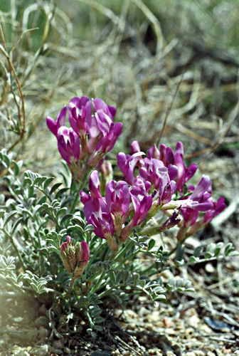  plant milkvetch