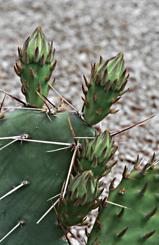  plant cactus prickly pear (opuntia)