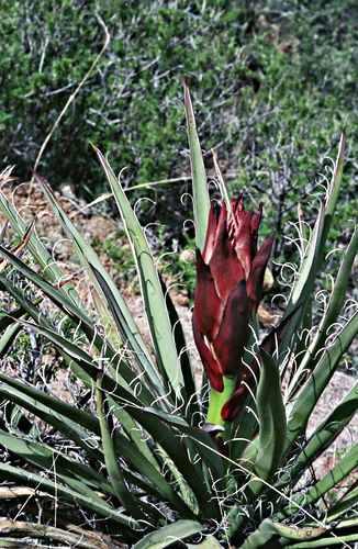  flower plant cactus yucca