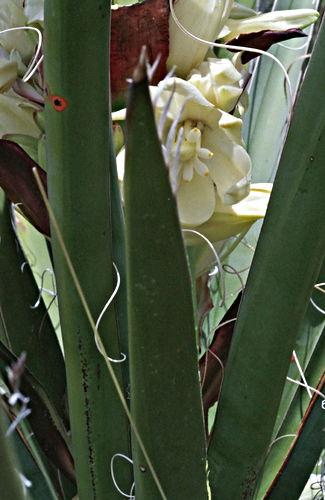  flower leaf plant cactus yucca