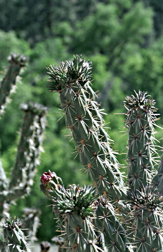  plant cactus