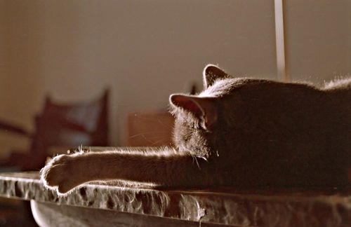 silhouette interior animal cat