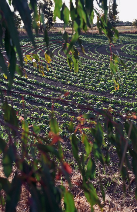 field agriculture clouds