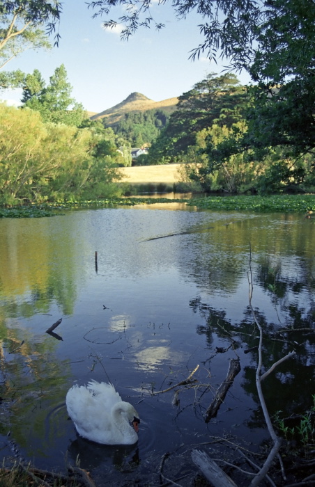 lake field bird swan