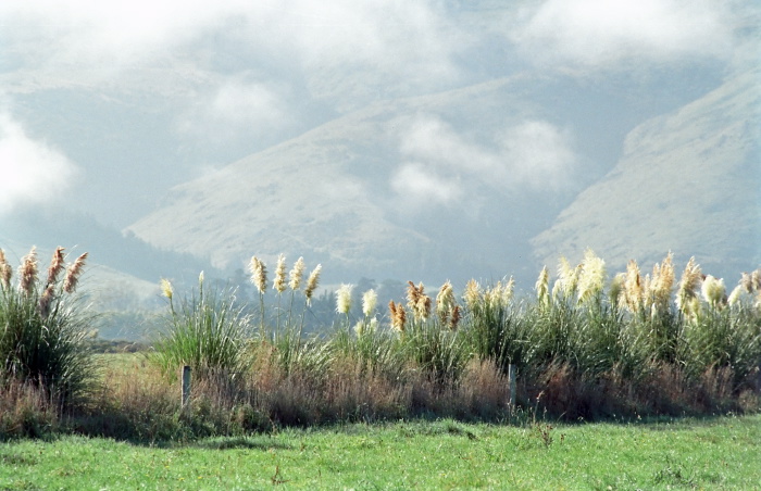 field clouds plant grass pampas grass