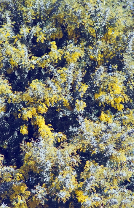  flower plant acacia