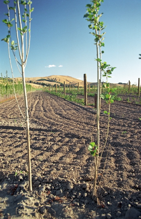 field agriculture clouds