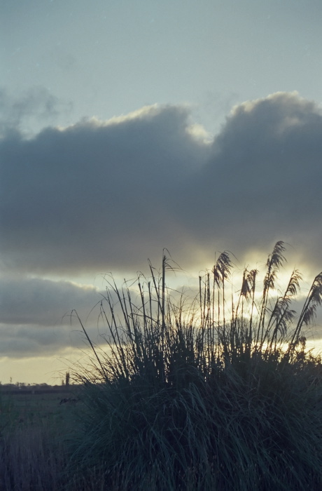 sunset field plant grass pampas grass