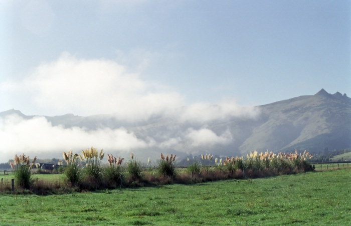 field clouds plant grass pampas grass