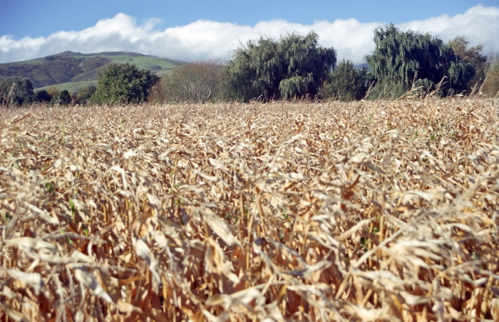 field clouds agriculture