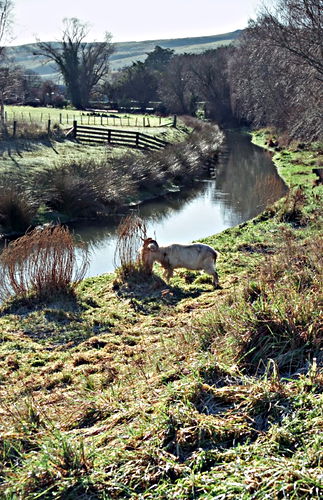 river field artifact plant grass animal goat