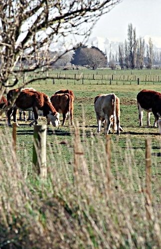 mountain field artifact animal cattle