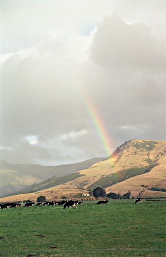 rainbow field clouds artifact animal cattle cow