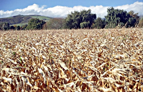 field clouds agriculture